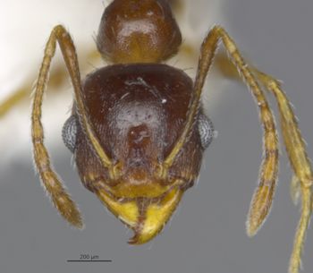 Media type: image;   Entomology 29067 Aspect: head frontal view